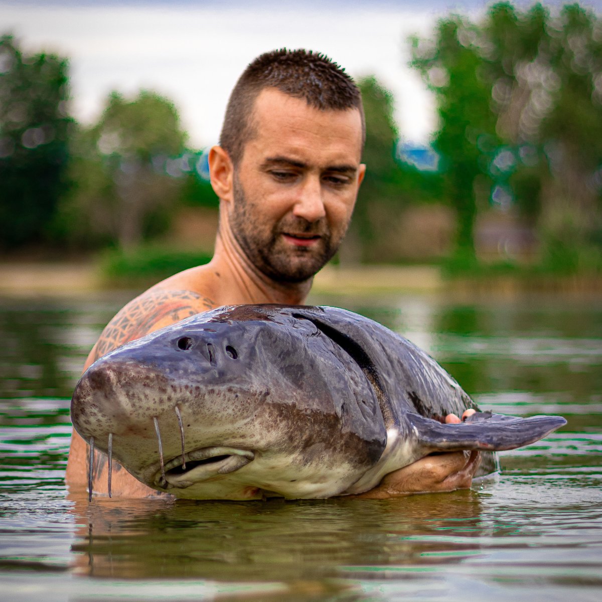 Gyáli Horgászpark tokhal