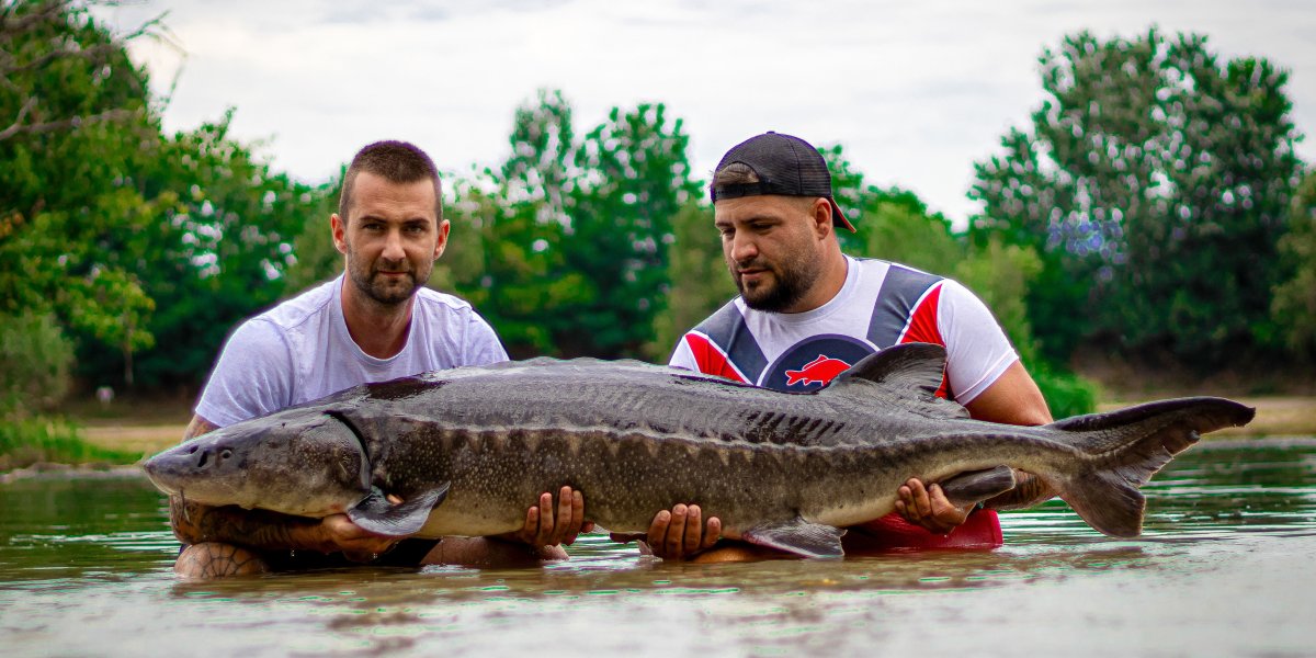 Gyáli Horgászpark kapitális tokhalak